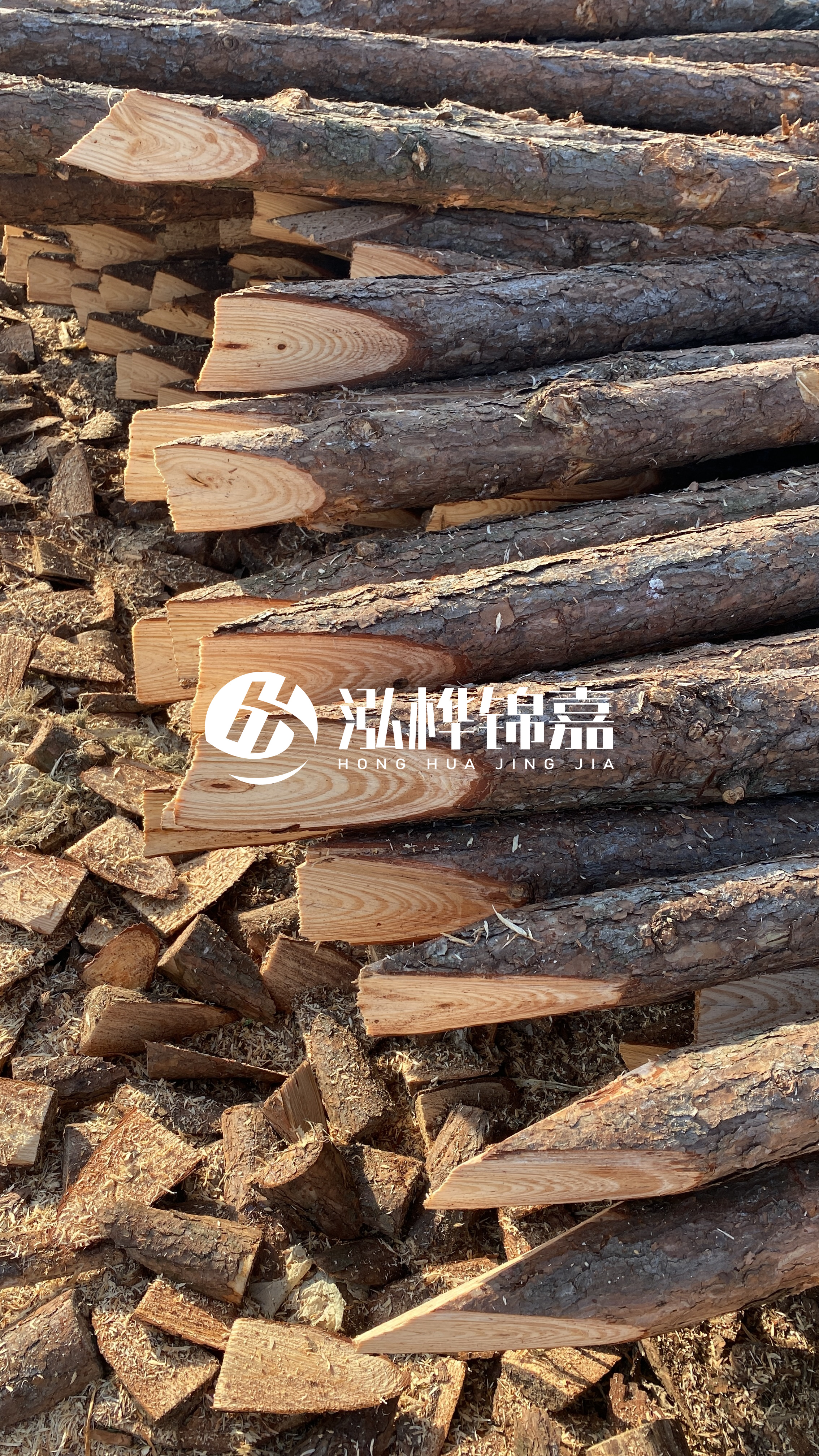 松木樁怎么分辨好壞？學(xué)會這幾招，輕松分辨松木樁好壞不踩雷！